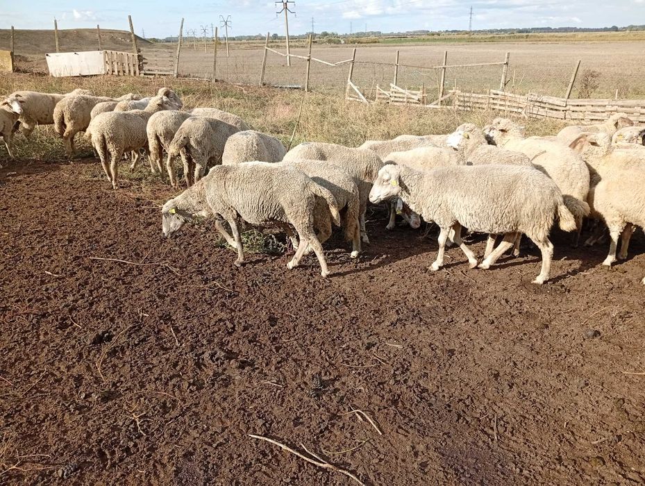 vînd 48 de oi in Tulcea