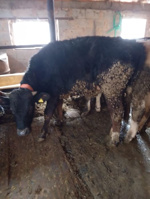 Продам бычков село Кайназар