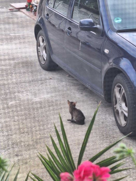 Pui pisica iubitor
