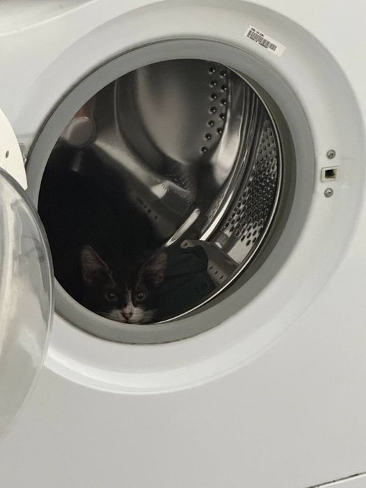 Отдам котёнка в добрые руки