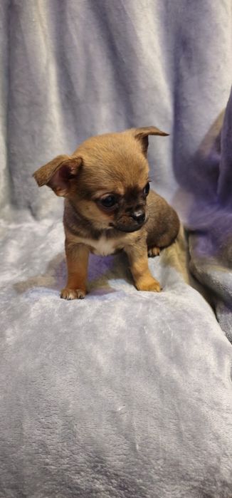 Baietel  chihuahua cu acte