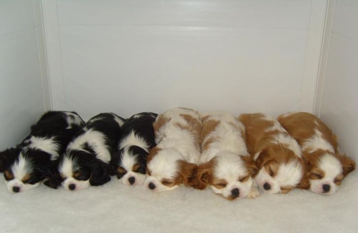 Продам щенков мальтипу