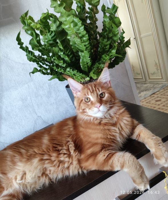 Кот для вязки мейнкун чистокровный