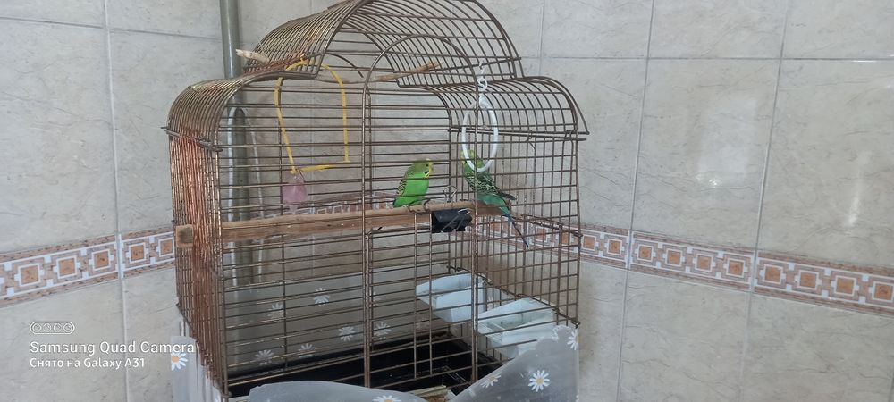 Продам Папугайчипов  2 шт пара