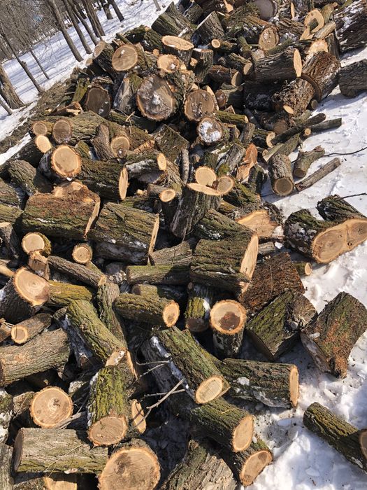 Продаются дрова (карагач сухой)