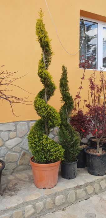 Spirală buxus globular