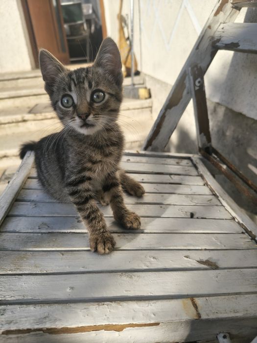 Donez pisic in Botoșani si localitățile limitrofe