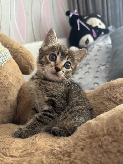 Котенок девочка короткошерстная.