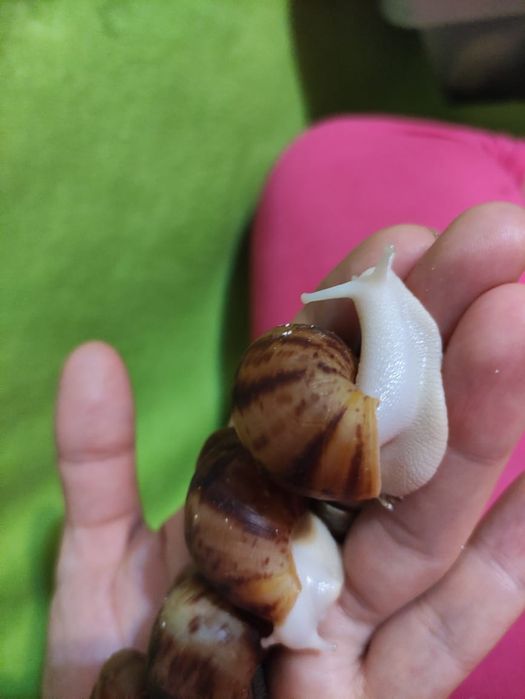 Улитки. Архахатина овум(альбиносы)