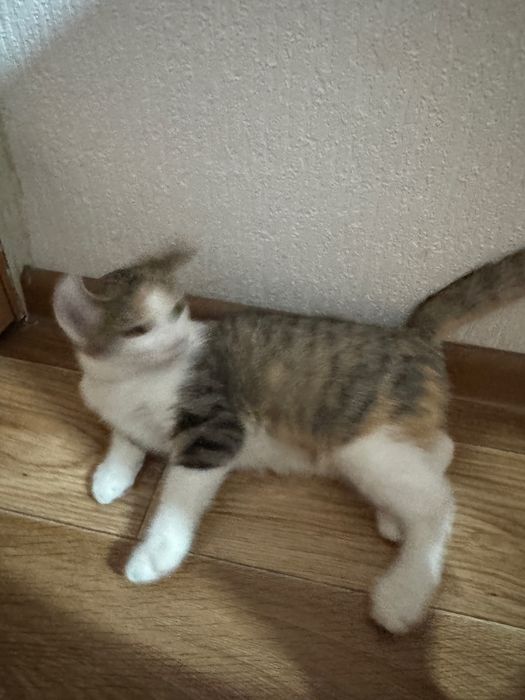Отдаем котят в добрые руки
