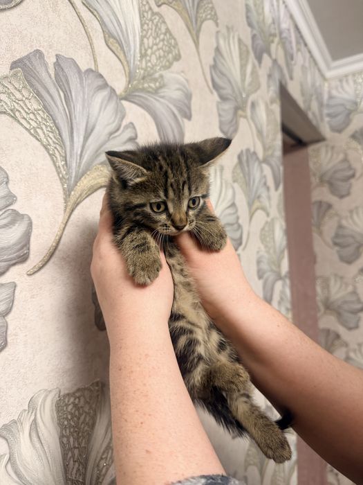 Отдам котят в хорошие руки