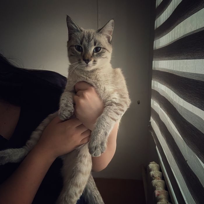 «Продаётся голубоглазый котик!»