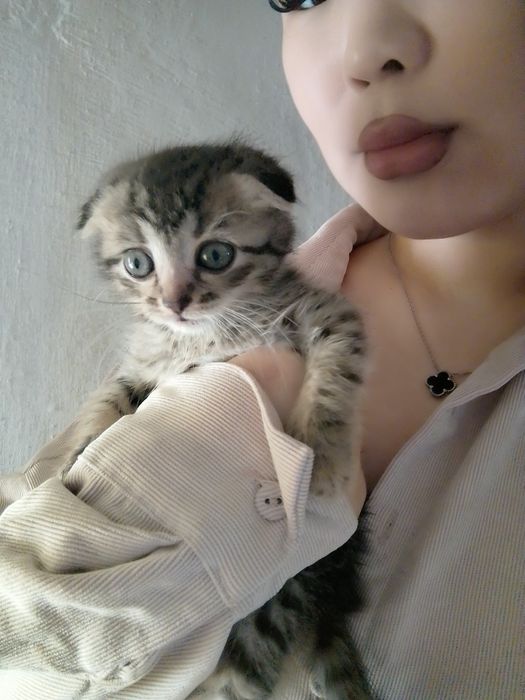 Вислоухая шотландская