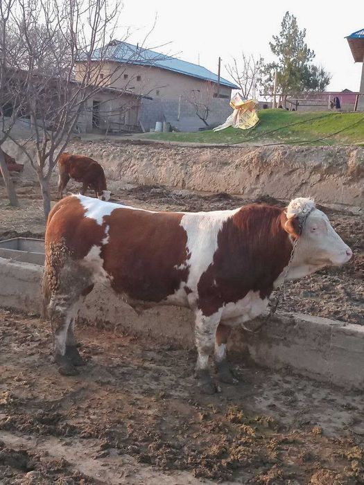 buqa smental sotiladi