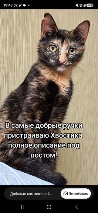 Котик в добрые руки