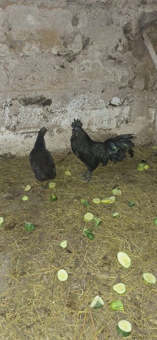 Ayam Cemani tineret