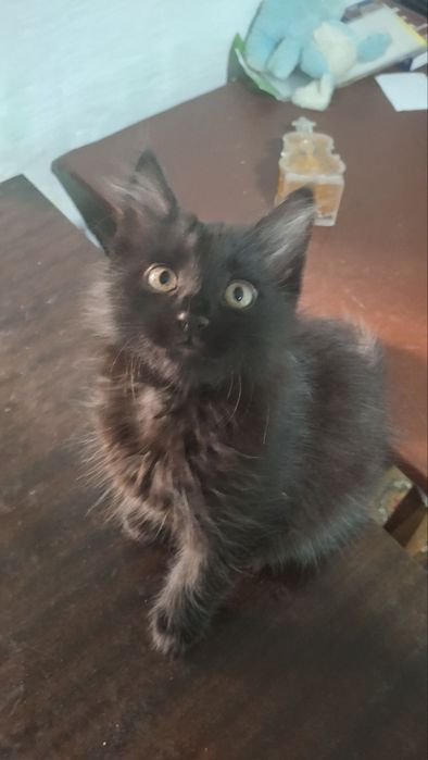 Отдаём 2 котят :девочки приучены к лотку ,ласковые дружелюбные