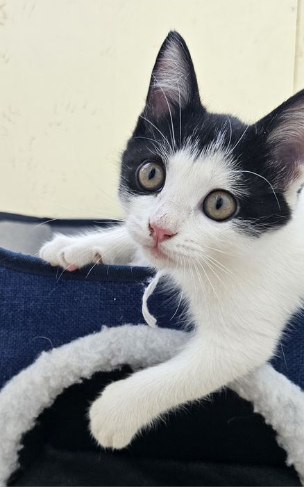 Котенок ищет дом
