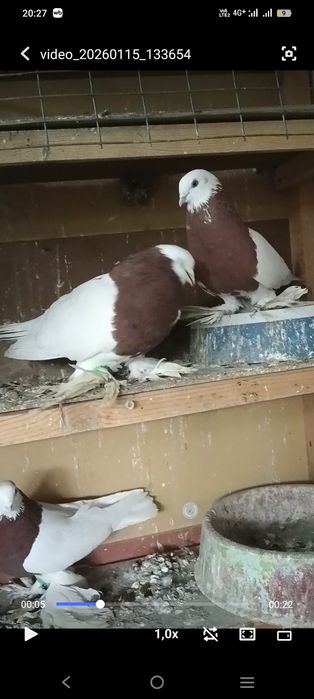 голуби капкан пара