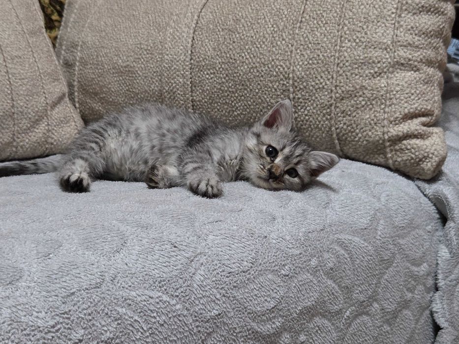 Котеночек девочка в добрые руки