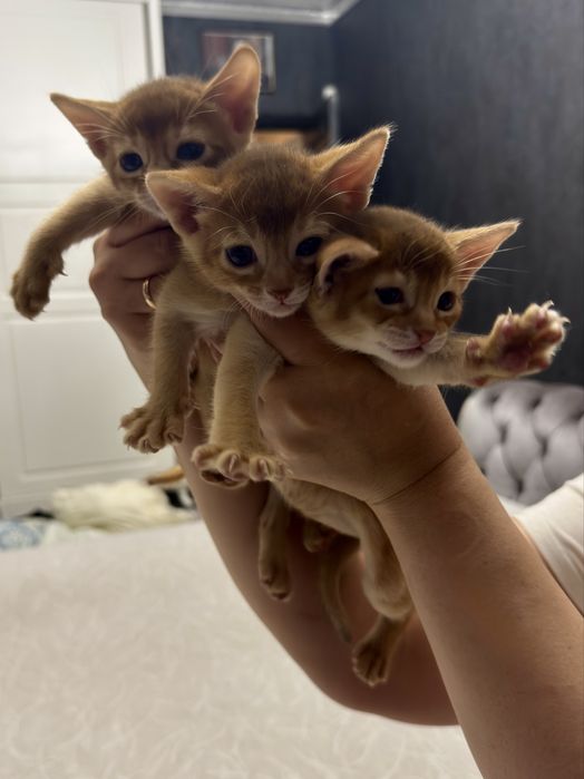 Абиссинские котята