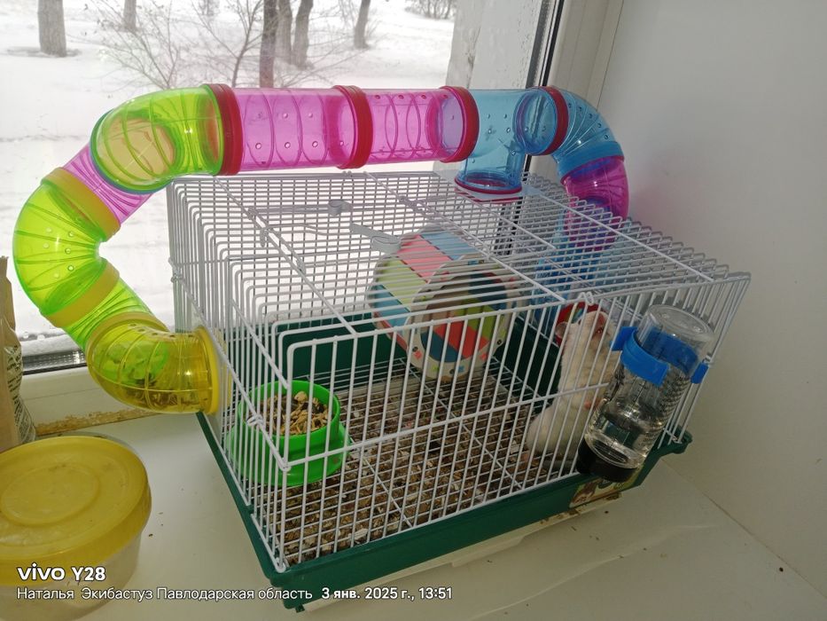 Продам хомячка джунгар