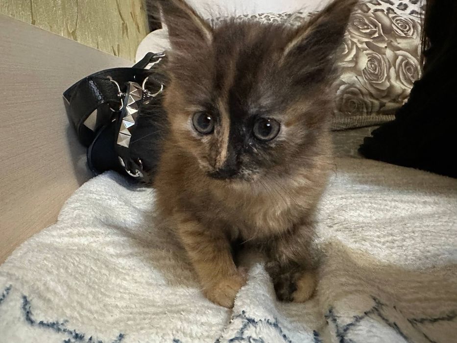 котенок девочка около 1 месяца