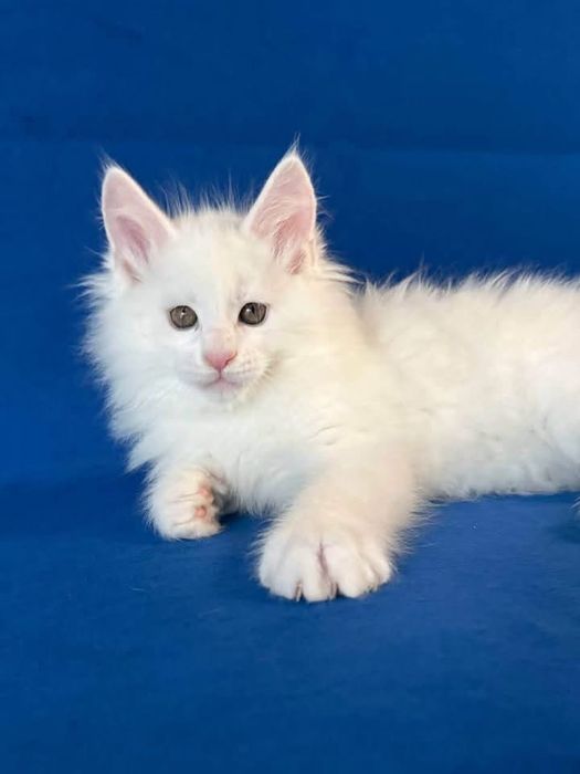 Maine coon puiut pedigree