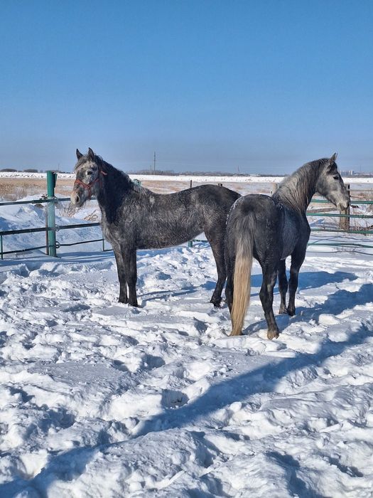 Продам орловских кобыл.