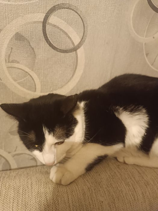 Отдам срочно кота