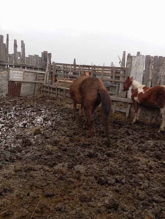 Продам кабылу 730000