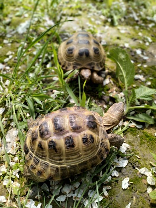 Черепаха по 150.000 сум