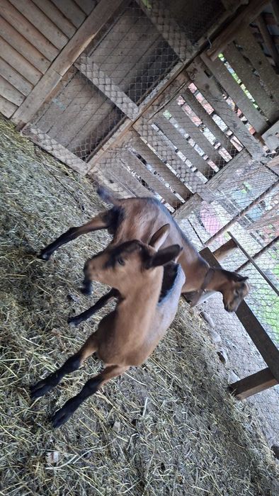 Capre rasă Alpină Franceză cu pedigree, masculi și femele