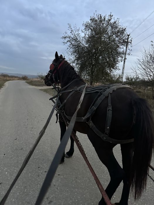 Vand iapa de 8 ani
