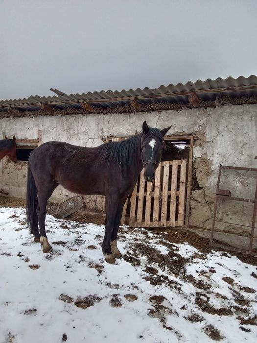 2 жүйрік ат сатылады