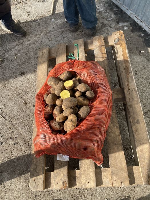 Картофель картошка