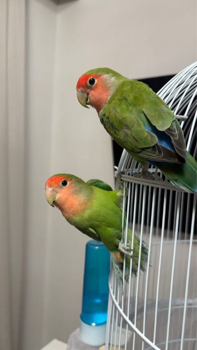 Продам попугаев. Неразлучники.