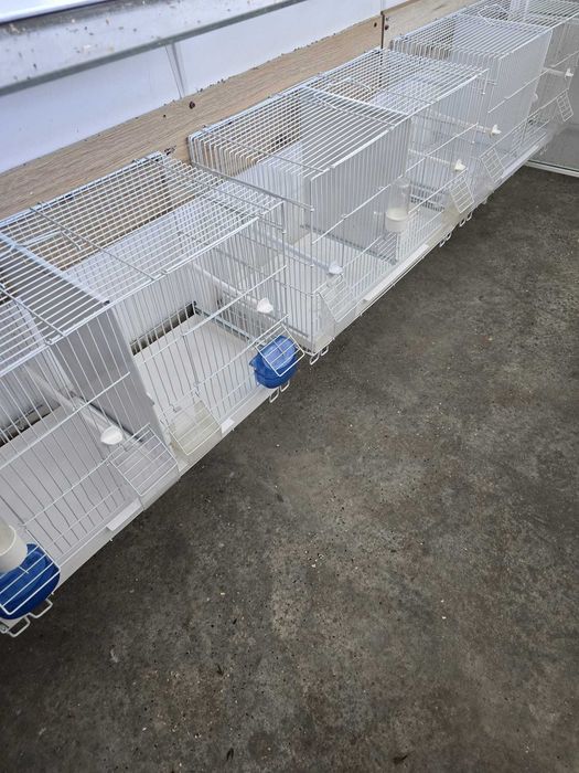 Desfiintez crescatoria de canari