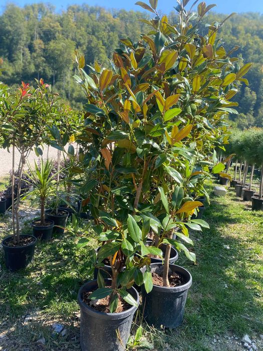 Transformare Grădină cu Plante Premium – Montaj Profesionist