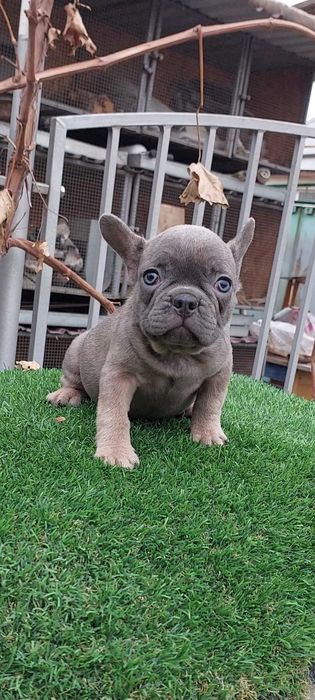 Красивые французики