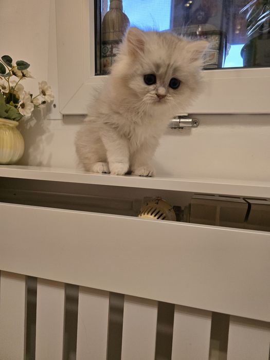 Pui pisică british longhair