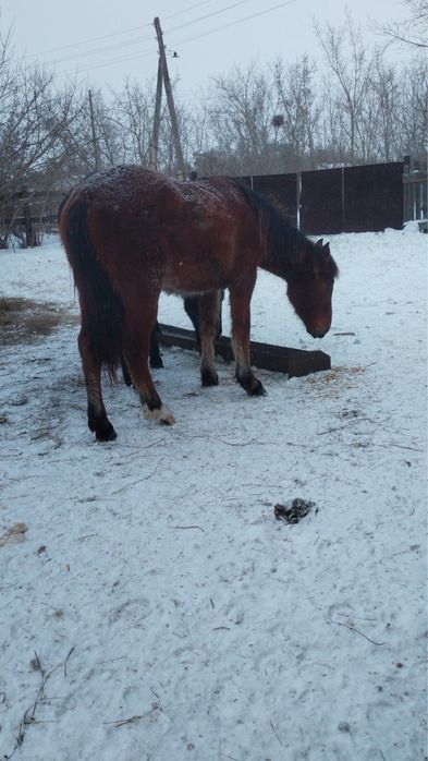 Продам согым кобылы