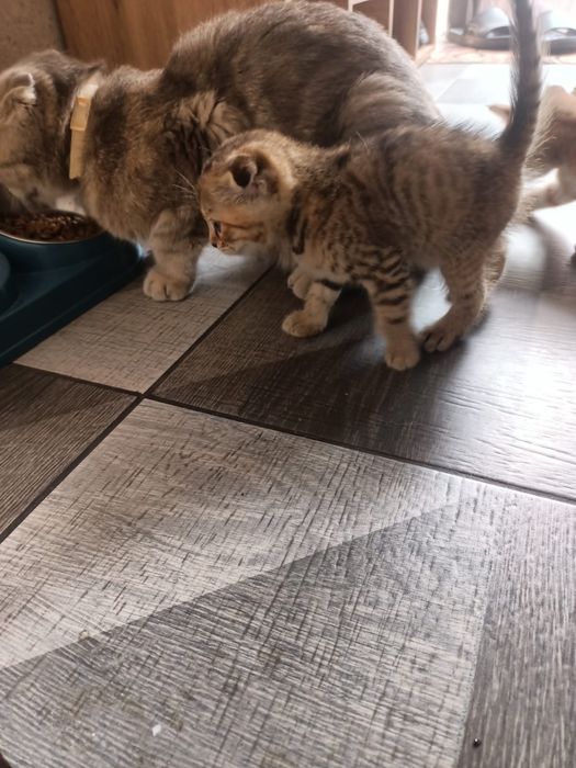 Отдам котят девочки