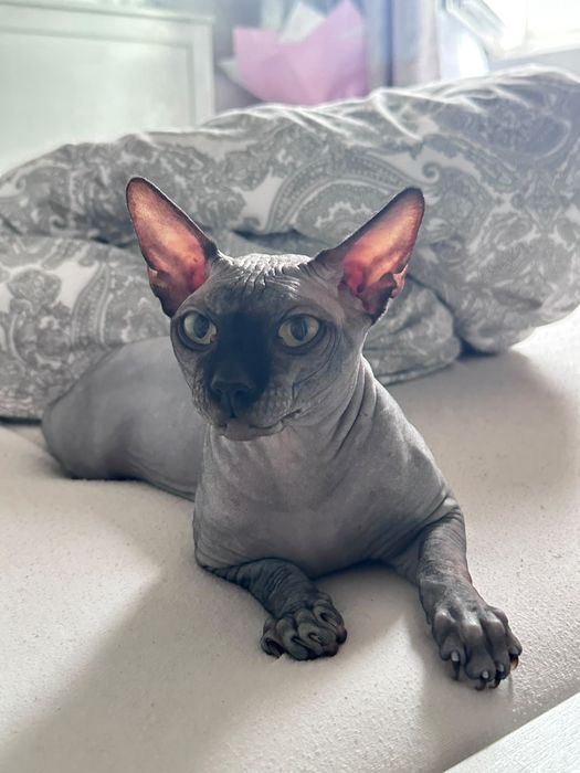 Motan Sphynx 2 Ani
