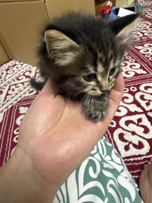 Отдам милых котят