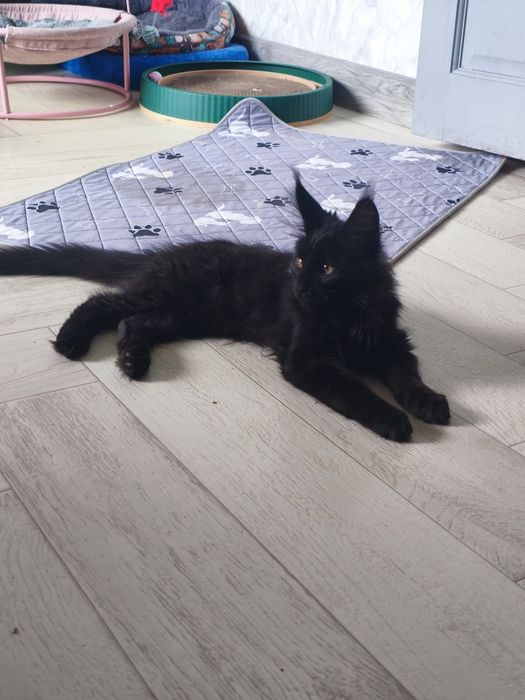 Котёнок Мейн-кун