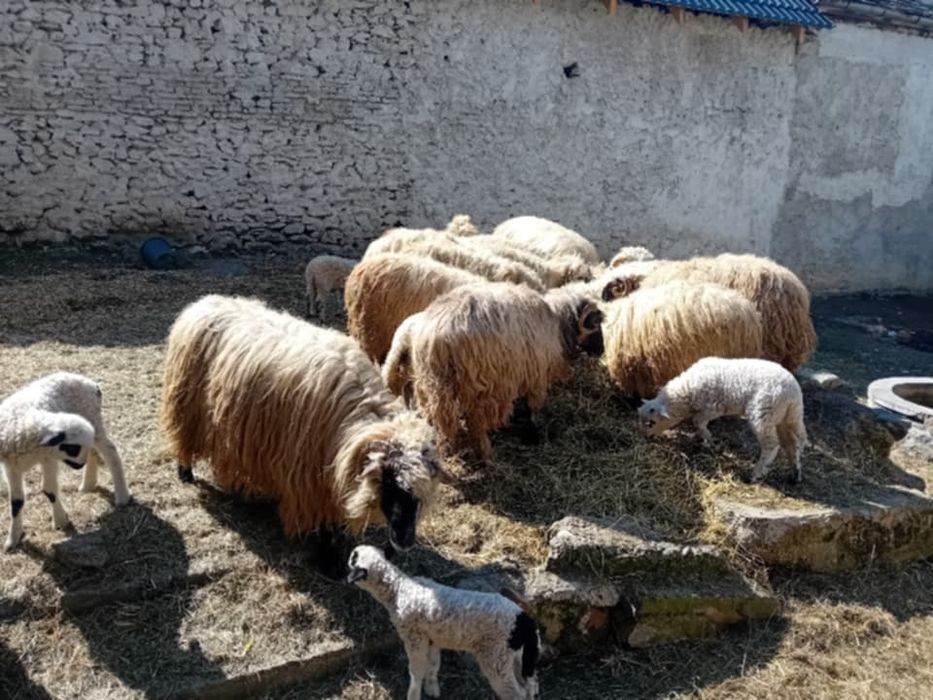 Oi de vanzare cu mei
