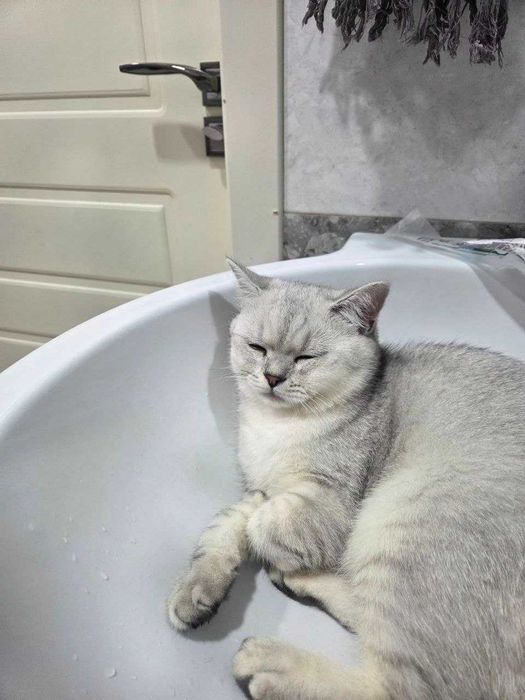 Скоттиш страйт Шиншилла
