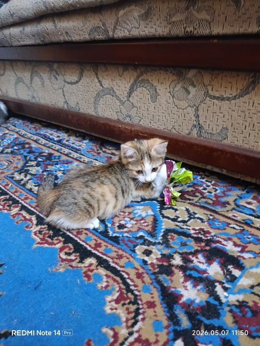 Отдам котят в заботливые руки