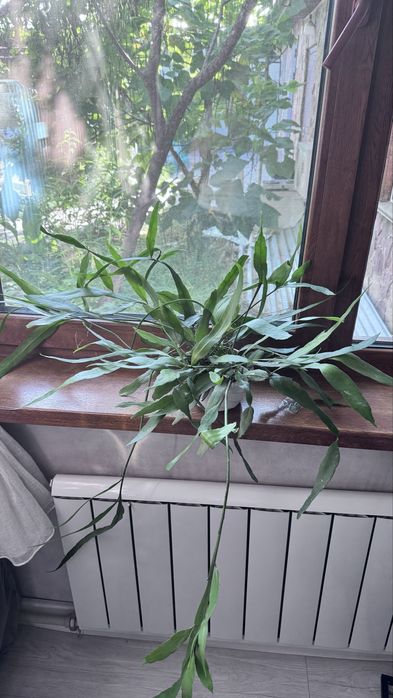 Папоротники домашние цветы